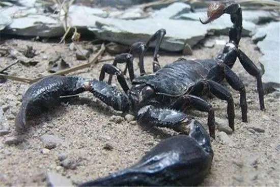 警惕入侵！海关截获超大恐怖活体外来物种